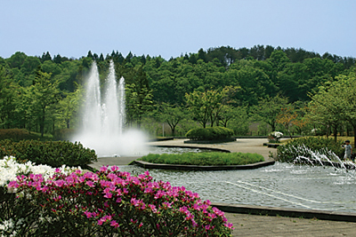 写真:小泉潟公園・水心苑