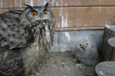 写真:大森山動物園 ミルヴェ