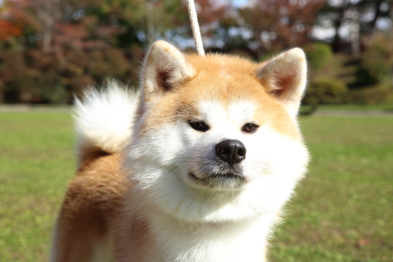 秋田犬とふれあおう！の画像